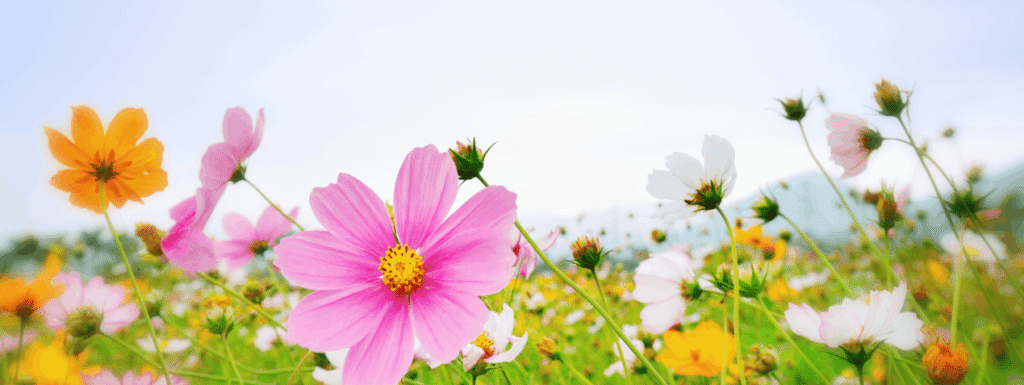 Colorful spring wildflowers blooming in a field, symbolizing seasonal renewal and healthy spring habits.