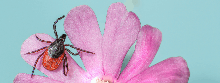 Tick on flower - demonstrating the root cause to lyme disease